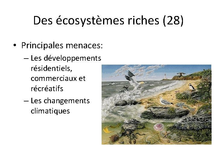 Des écosystèmes riches (28) • Principales menaces: – Les développements résidentiels, commerciaux et récréatifs