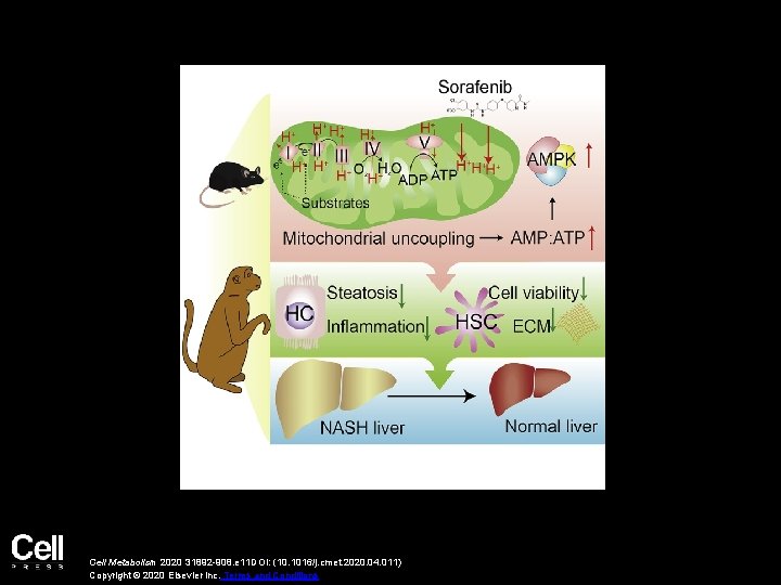 Cell Metabolism 2020 31892 -908. e 11 DOI: (10. 1016/j. cmet. 2020. 04. 011)