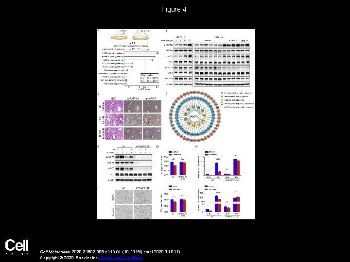 Figure 4 Cell Metabolism 2020 31892 -908. e 11 DOI: (10. 1016/j. cmet. 2020.