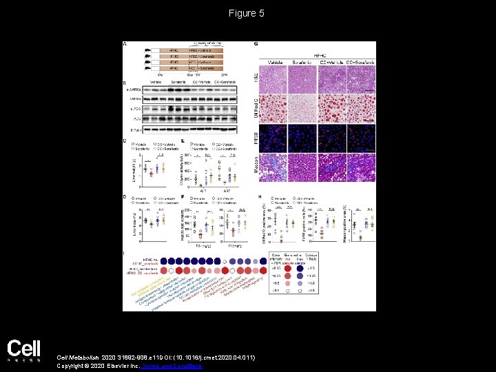 Figure 5 Cell Metabolism 2020 31892 -908. e 11 DOI: (10. 1016/j. cmet. 2020.