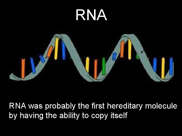 RNA was probably the first hereditary molecule by having the ability to copy itself RNA was probably the first hereditary molecule by having the ability to copy itself
