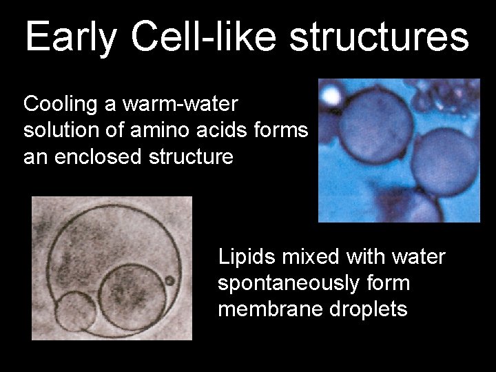 Early Cell-like structures Cooling a warm-water solution of amino acids forms an enclosed structure Early Cell-like structures Cooling a warm-water solution of amino acids forms an enclosed structure