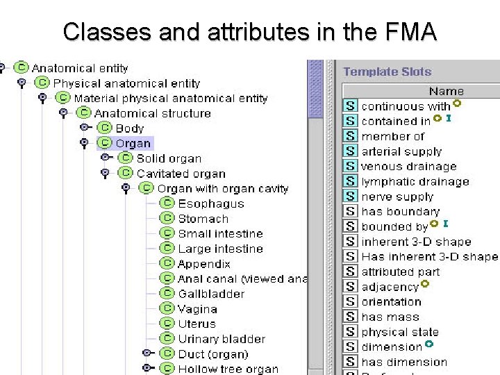 Classes and attributes in the FMA 