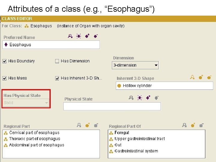 Attributes of a class (e. g. , “Esophagus”) 