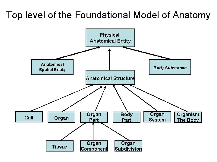 Top level of the Foundational Model of Anatomy Physical Anatomical Entity Anatomical Spatial Entity