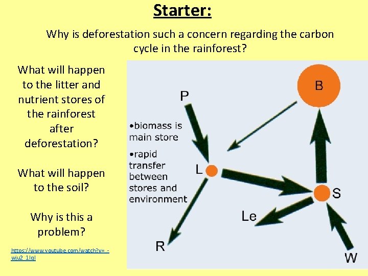 Starter: Why is deforestation such a concern regarding the carbon cycle in the rainforest?
