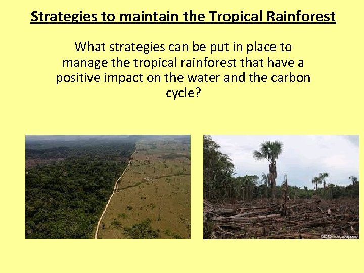 Strategies to maintain the Tropical Rainforest What strategies can be put in place to