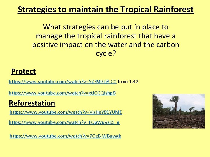 Strategies to maintain the Tropical Rainforest What strategies can be put in place to
