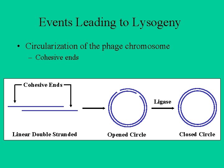 Events Leading to Lysogeny • Circularization of the phage chromosome – Cohesive ends Cohesive