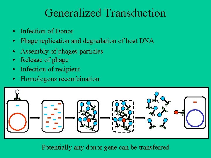 Generalized Transduction • • • Infection of Donor Phage replication and degradation of host