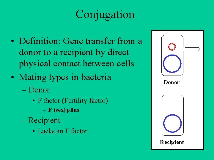 Conjugation • Definition: Gene transfer from a donor to a recipient by direct physical