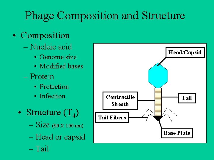 Phage Composition and Structure • Composition – Nucleic acid Head/Capsid • Genome size •