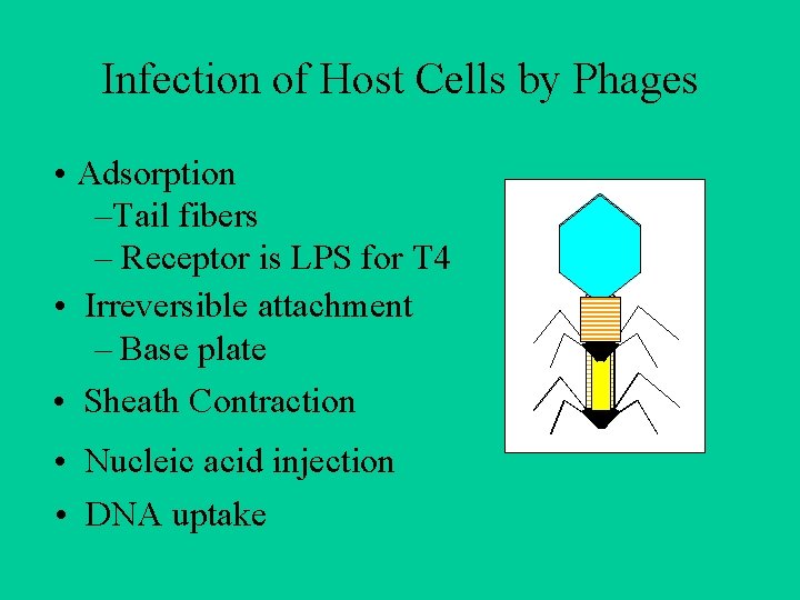 Infection of Host Cells by Phages • Adsorption –Tail fibers – Receptor is LPS