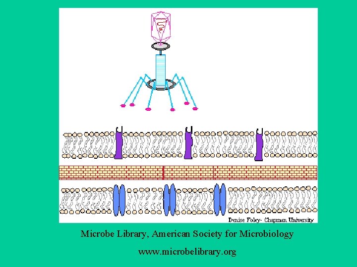 Microbe Library, American Society for Microbiology www. microbelibrary. org 
