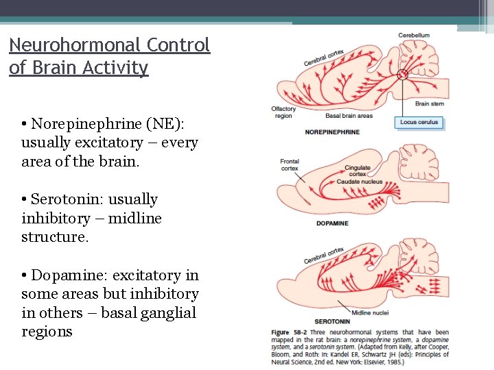 Neurohormonal Control of Brain Activity • Norepinephrine (NE): usually excitatory – every area of
