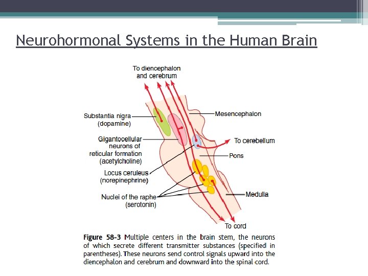 Neurohormonal Systems in the Human Brain 
