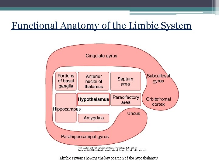 Functional Anatomy of the Limbic System Limbic system showing the key position of the