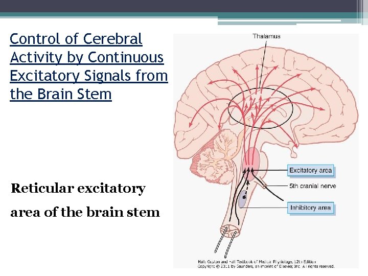 Control of Cerebral Activity by Continuous Excitatory Signals from the Brain Stem Reticular excitatory