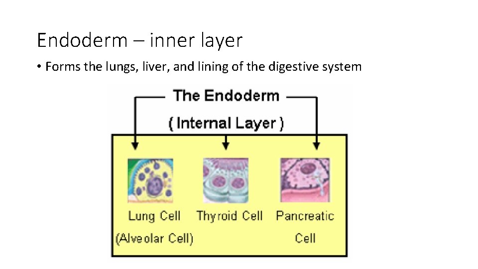Endoderm – inner layer • Forms the lungs, liver, and lining of the digestive