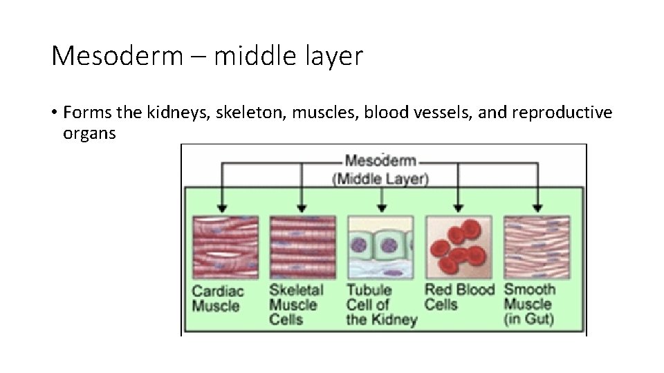 Mesoderm – middle layer • Forms the kidneys, skeleton, muscles, blood vessels, and reproductive