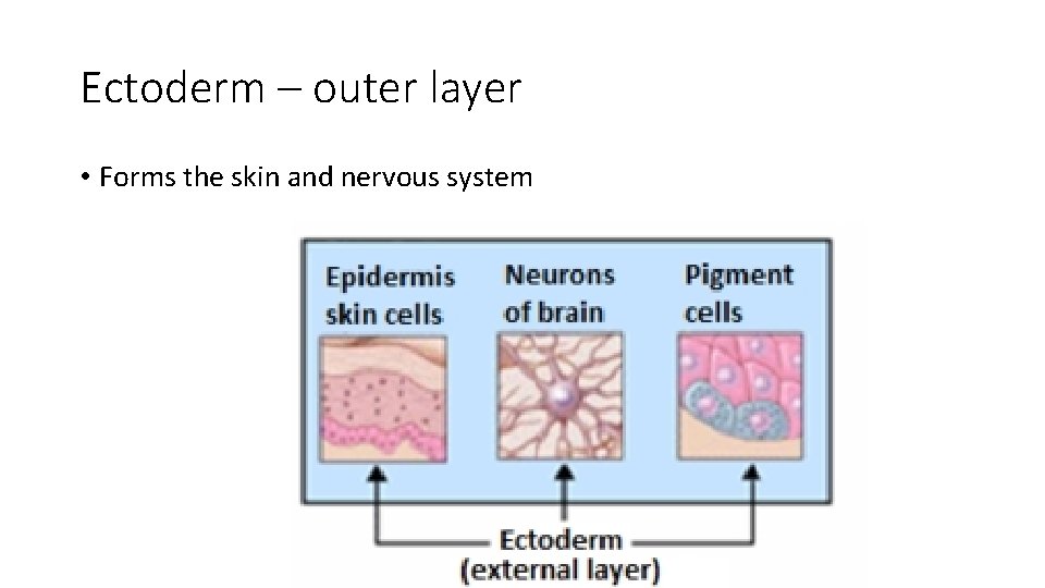 Ectoderm – outer layer • Forms the skin and nervous system 