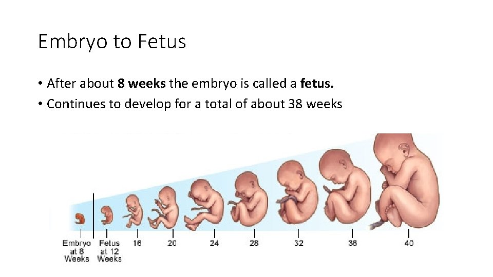 Embryo to Fetus • After about 8 weeks the embryo is called a fetus.