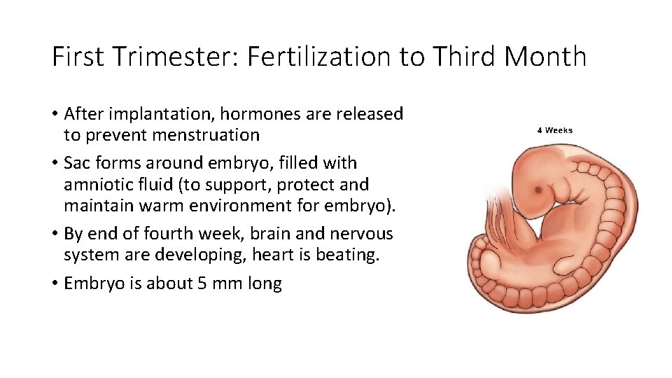 First Trimester: Fertilization to Third Month • After implantation, hormones are released to prevent