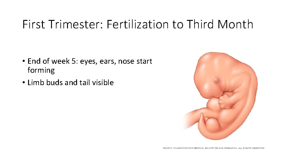 First Trimester: Fertilization to Third Month • End of week 5: eyes, ears, nose