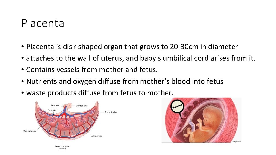Placenta • Placenta is disk-shaped organ that grows to 20 -30 cm in diameter
