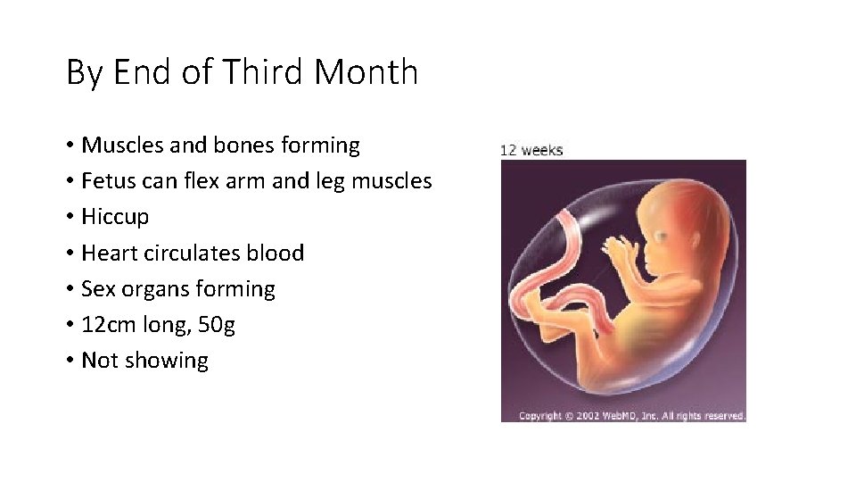 By End of Third Month • Muscles and bones forming • Fetus can flex