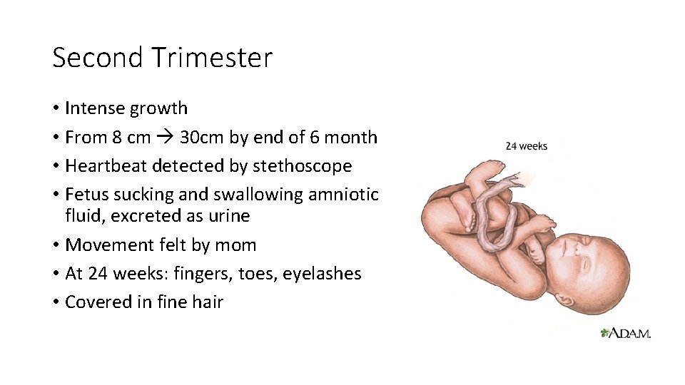 Second Trimester • Intense growth • From 8 cm 30 cm by end of