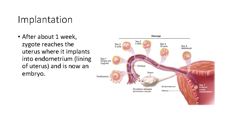 Implantation • After about 1 week, zygote reaches the uterus where it implants into