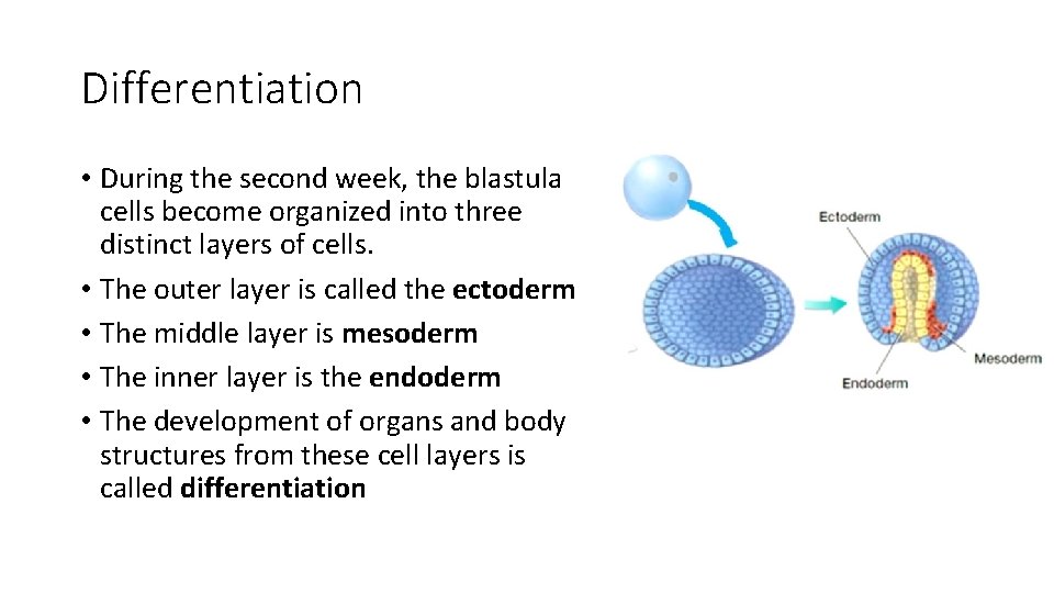 Differentiation • During the second week, the blastula cells become organized into three distinct