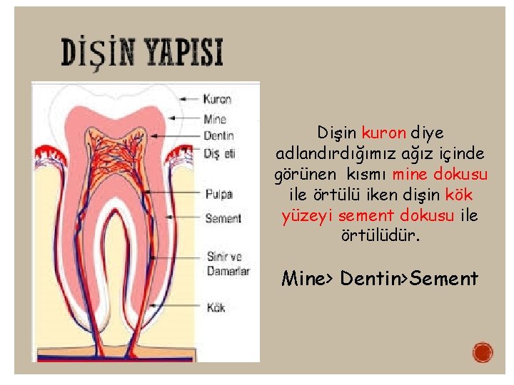 Dişin kuron diye adlandırdığımız ağız içinde görünen kısmı mine dokusu ile örtülü iken dişin