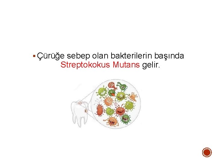  Çürüğe sebep olan bakterilerin başında Streptokokus Mutans gelir. 