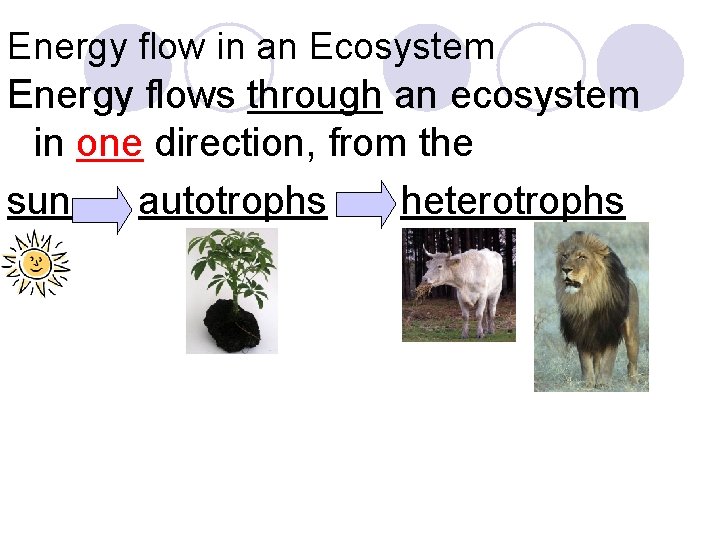 Energy flow in an Ecosystem Energy flows through an ecosystem in one direction, from