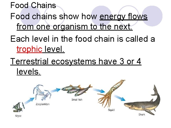 Food Chains Food chains show energy flows from one organism to the next. Each