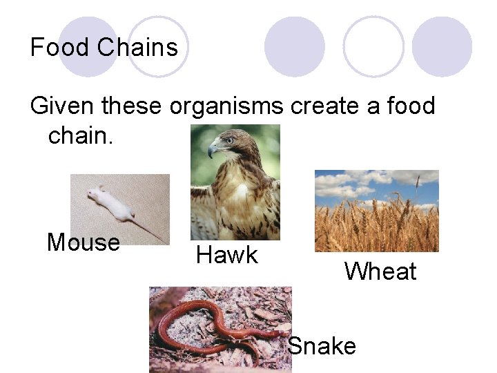 Food Chains Given these organisms create a food chain. Mouse Hawk Wheat Snake 