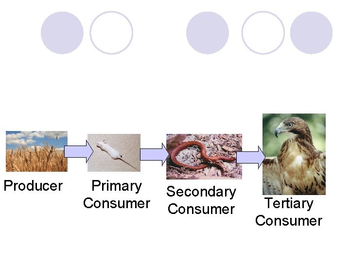 Producer Primary Consumer Secondary Consumer Tertiary Consumer 