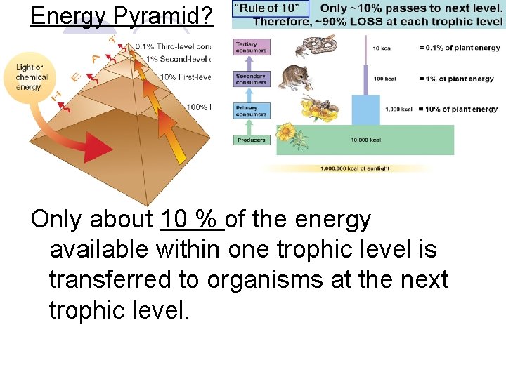 Energy Pyramid? Only about 10 % of the energy available within one trophic level