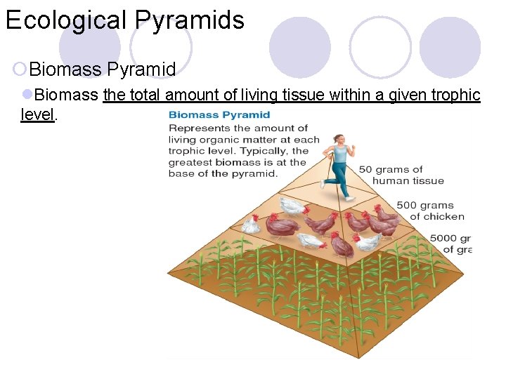 Ecological Pyramids ¡Biomass Pyramid l. Biomass the total amount of living tissue within a