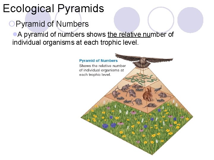 Ecological Pyramids ¡Pyramid of Numbers l. A pyramid of numbers shows the relative number