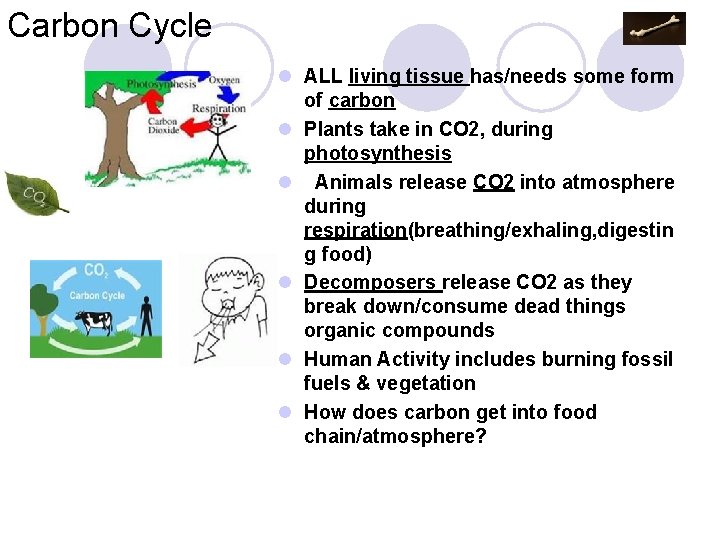 Carbon Cycle l ALL living tissue has/needs some form of carbon l Plants take