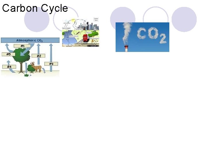 Carbon Cycle 