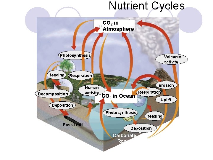 Nutrient Cycles CO 2 in Atmosphere Photosynthesis feeding Volcanic activity Respiration Decomposition Human activity