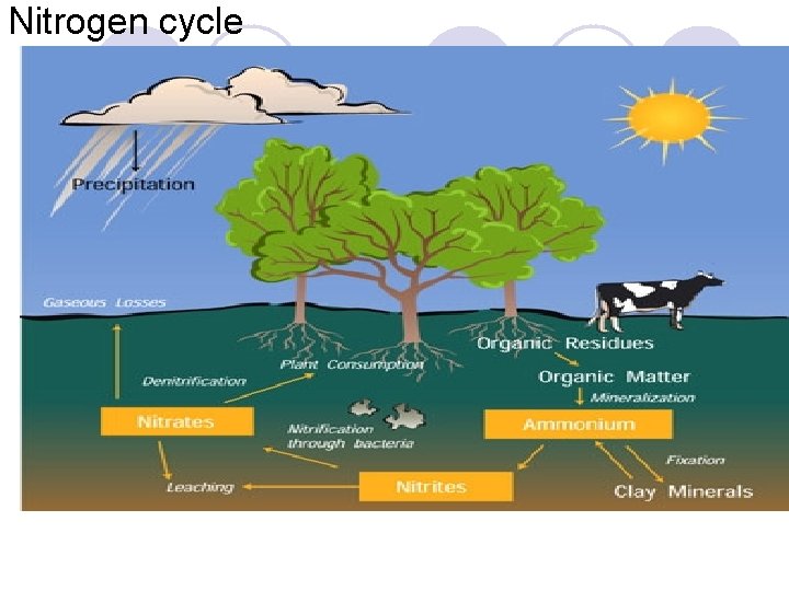 Nitrogen cycle 