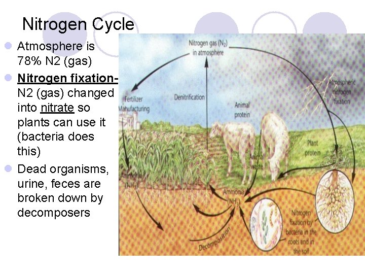 Nitrogen Cycle l Atmosphere is 78% N 2 (gas) l Nitrogen fixation. N 2