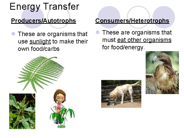 Energy Transfer Producers/Autotrophs Consumers/Heterotrophs l These are organisms that use sunlight to make their