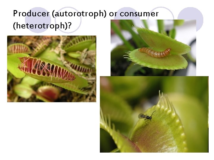 Producer (autorotroph) or consumer (heterotroph)? 