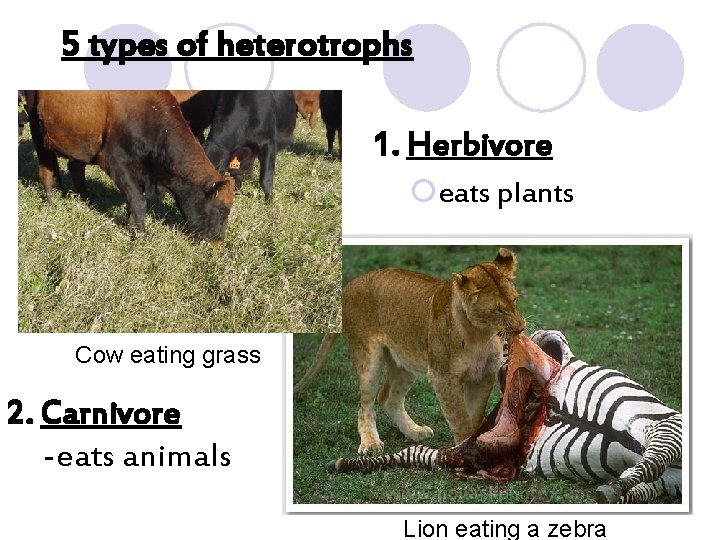 5 types of heterotrophs 1. Herbivore ¡eats plants Cow eating grass 2. Carnivore -eats